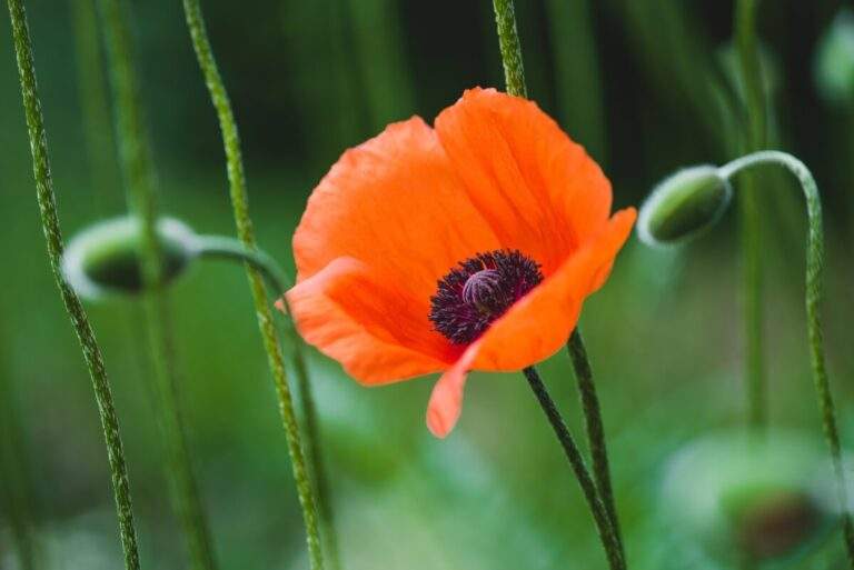 The National Flower of Poland: Exploring the Significance of the Red Poppy